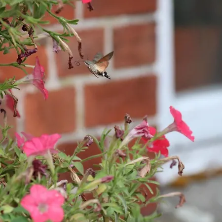 Hostel Rudbøl * Rudbol